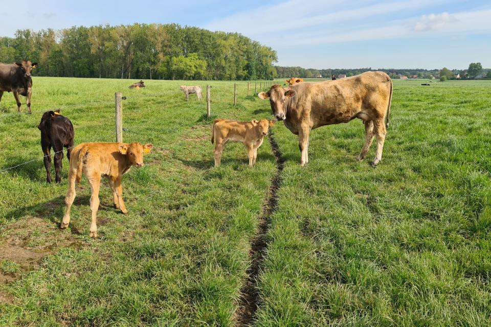 Moederschap bij vleeskoeien